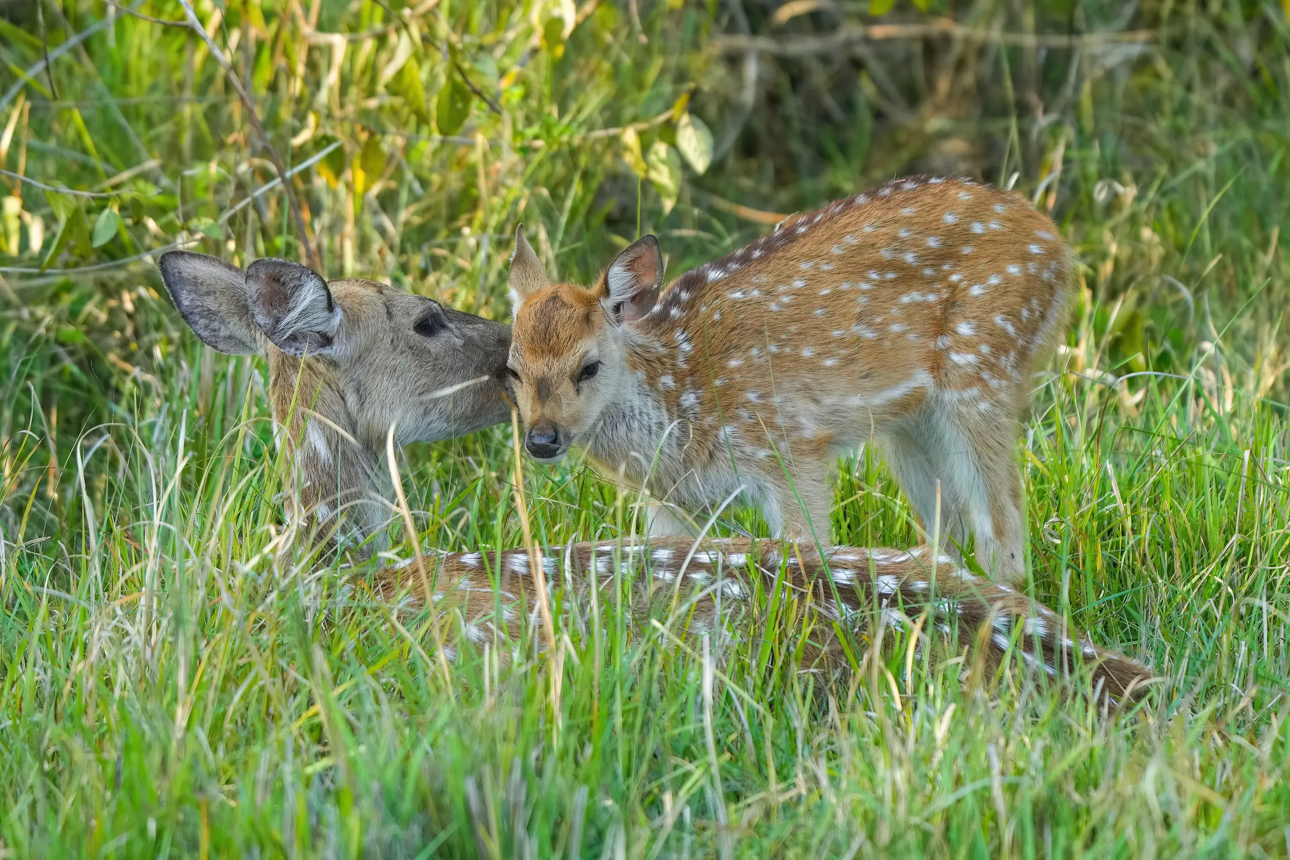 To Jim Corbett — 026 Chital mother grooming her baby in Jim Corbett National Park Photo by Giles Laurent
