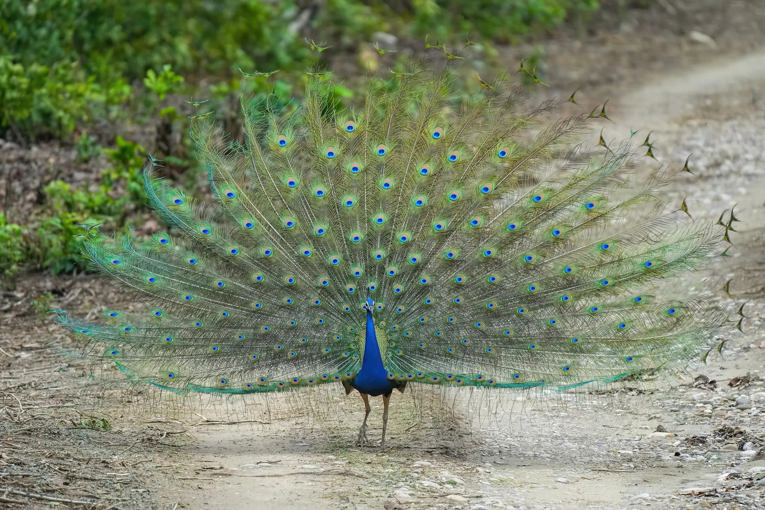 Departure — 023 Indian peafowl in Jim Corbett National Park Photo by Giles Laurent