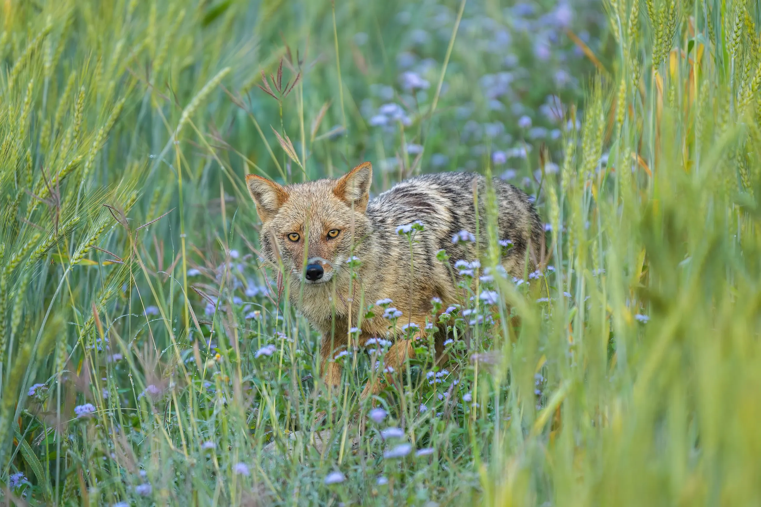 Jim Corbett — 001 Golden jackal and azureum flowers in Jim Corbett National Park Photo by Giles Laurent